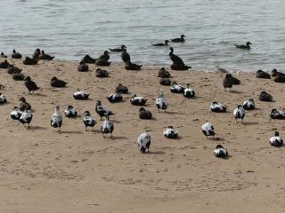 Beautiful House in Village Newburgh Ellon - 7