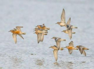Beautiful House in Village Newburgh Ellon - 8