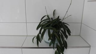 Appartement Maria - Egg - 3