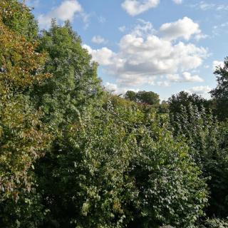 Auerandzimmer - Nienhagen - 2