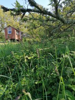 Stunning 1-Bed Cabin in Totnes - Totnes - 6