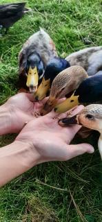 Château Côte de Nacre - Ver-sur-Mer - 1