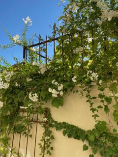 Le jardinet de Rosa Maison de village - Eygalières - 5