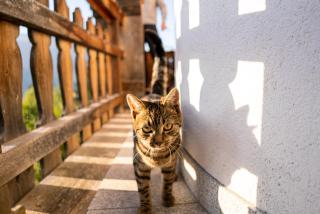 Chalet Irmi Hart im Zillertal - 1