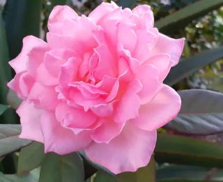 Maison charmante à Sainte-Anne - 3