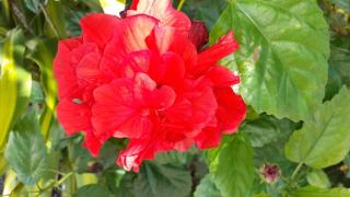 Maison charmante à Sainte-Anne - 2