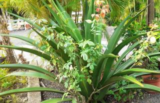 Maison charmante à Sainte-Anne - 1
