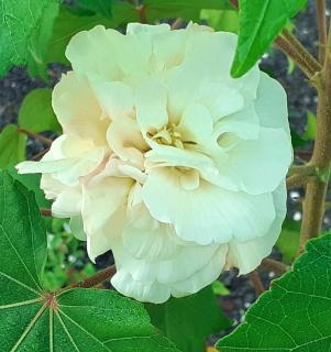 Maison charmante à Sainte-Anne - 4