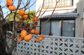 Pavillon de Diane - Prades - 4