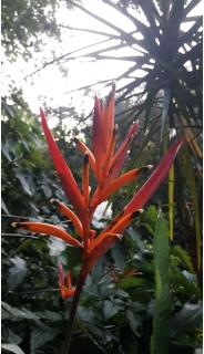 Jardín de Naipí - Puerto Iguazú - 5