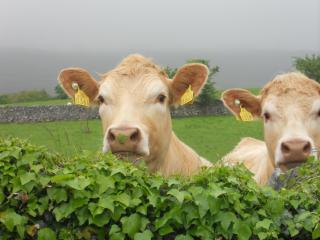 Cappabhaile House - 3