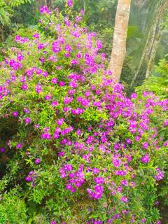 Spring and Valley View - Thekkady - 8