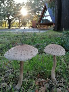 Carvalhal Redondo - Farm House - 5