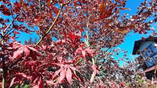 Sadyba Iryna Садиба Ірина - 4