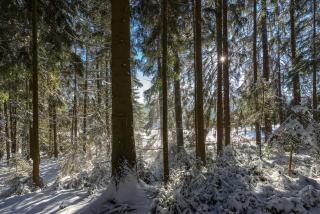 Baumzelt im Winter - 5