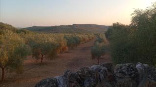 casa hobbit Puente Genil - 3