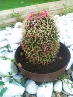 Alojamiento Mª Carmen - 1