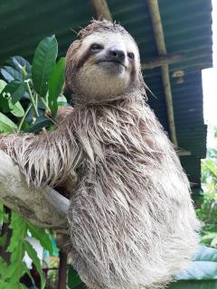 Garden of Heliconias Lodge - 1