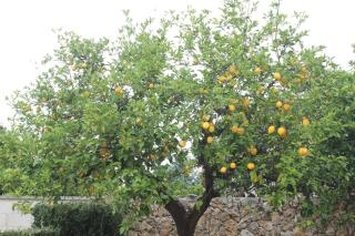 Villa Li Putti Luxury B&B - 2