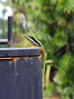 Le Gecko Vert - Manapany-les Bains - 8