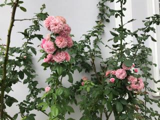 Baan Klang Khao Mountain Viewบ้านกลางเขา เมาเทนวิว - 5