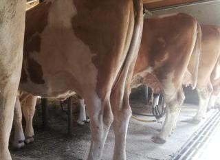 Bio-Bauernhof-Hotel Matlschweiger - 2