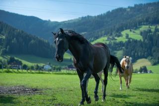 Ranstl Ferienwohnungen - Flachau - 3