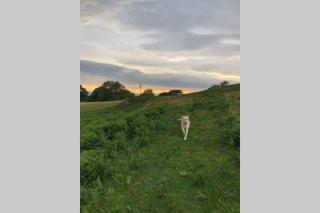 Hendre Fechan Cottage, Nr Barmouth, Pets welcome, beautiful views. - 8