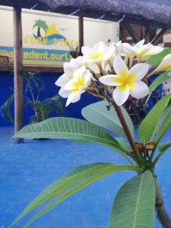 Spacious Villa with Pool and 10 Bedrooms in Quatre Cocos - 4