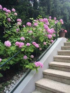 Exquisites Gartenapartment in eleganter Jugendstilvilla - Wenen - 5