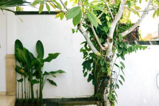 Adi Guest House - Canggu - 4