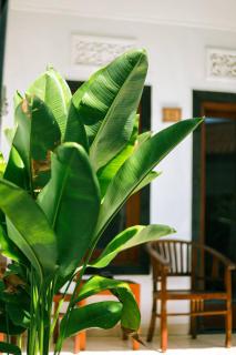 Adi Guest House - Canggu - 3