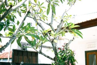 Adi Guest House - Canggu - 5