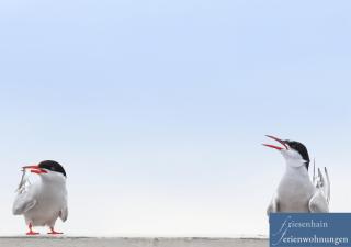 Friesenhain Ferienwohnungen - Sankt Peter-Ording - 2