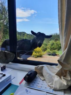 Golden Bay Glamping - Takaka - 1