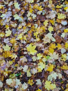 Maison d'hôtes Au Cœur des Lacs - 1