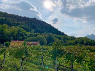 Euganean Hills Natural Park: Casale Il Boschetto - Torreglia - 0