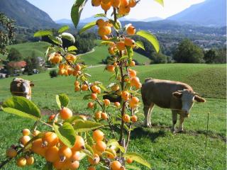 Landhaus Fellnerbauer - Bad Reichenhall - 5