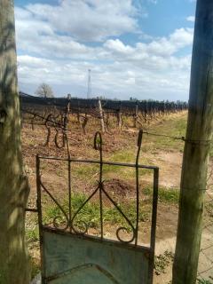 Cabaña Hurú Zaha - 6