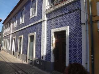 Ficus Benjamina - Aveiro - 1