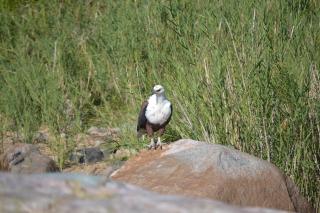 Athule Inn Marloth - Units - Marloth Park - 6