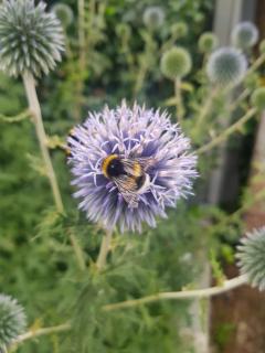 Theetuin Onder de Pannen - 3