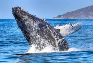 The Shell Finder - 5