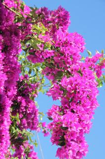 Villa le Bougainvillea - La Maddalena - 7