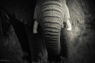 Sungulwane Private Game Lodge - Hluhluwe - 2