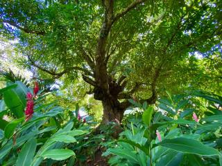 Sea Cliff Eco-Cottages & Gin Distillery - 4