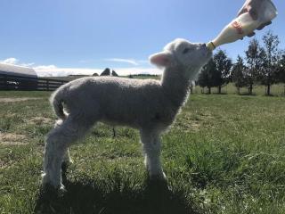 Shearvue Farmstay with Optional Free Farm Experience at 5pm - Fairlie - 2