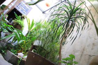 MoonTree47 - George Town - 4