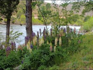 Alumine River Ranch - 2