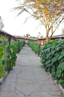 Sweet Lake Resort - Naivasha - 5